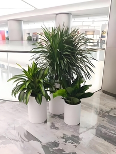 宁波花卉租赁方案大揭秘，给你意想不到的惊喜