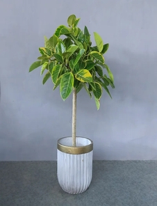 北仑绿化修剪价格 北仑绿化修剪价格